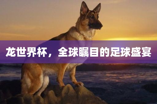 龙世界杯，全球瞩目的足球盛宴