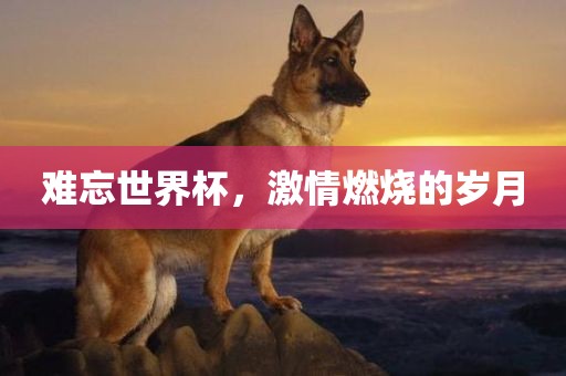 难忘世界杯，激情燃烧的岁月