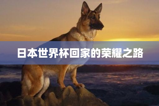 日本世界杯回家的荣耀之路眉山市正发家政服务有限公司